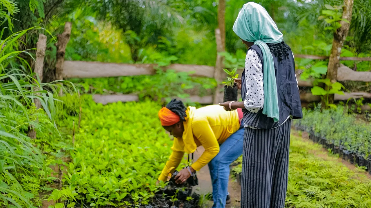 Tagba Rainforest Restoration Project:  Roots, Canopy & Community
