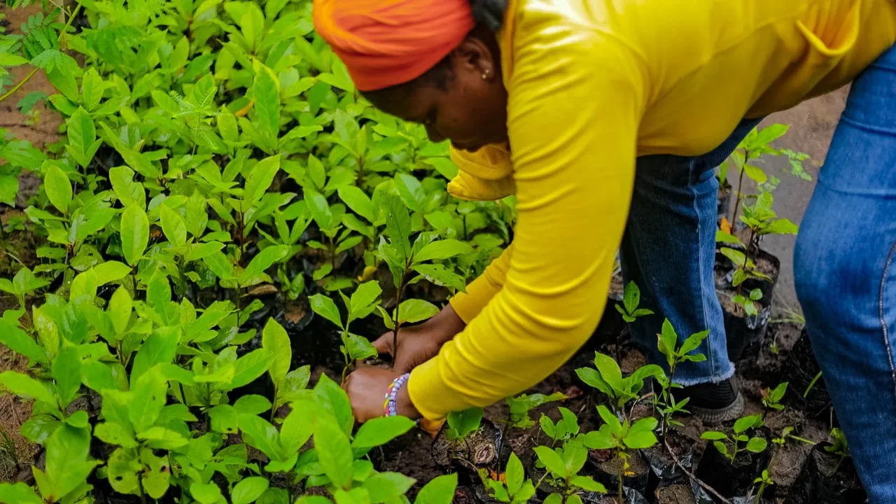 Tagba Rainforest Restoration Project:  Roots, Canopy & Community