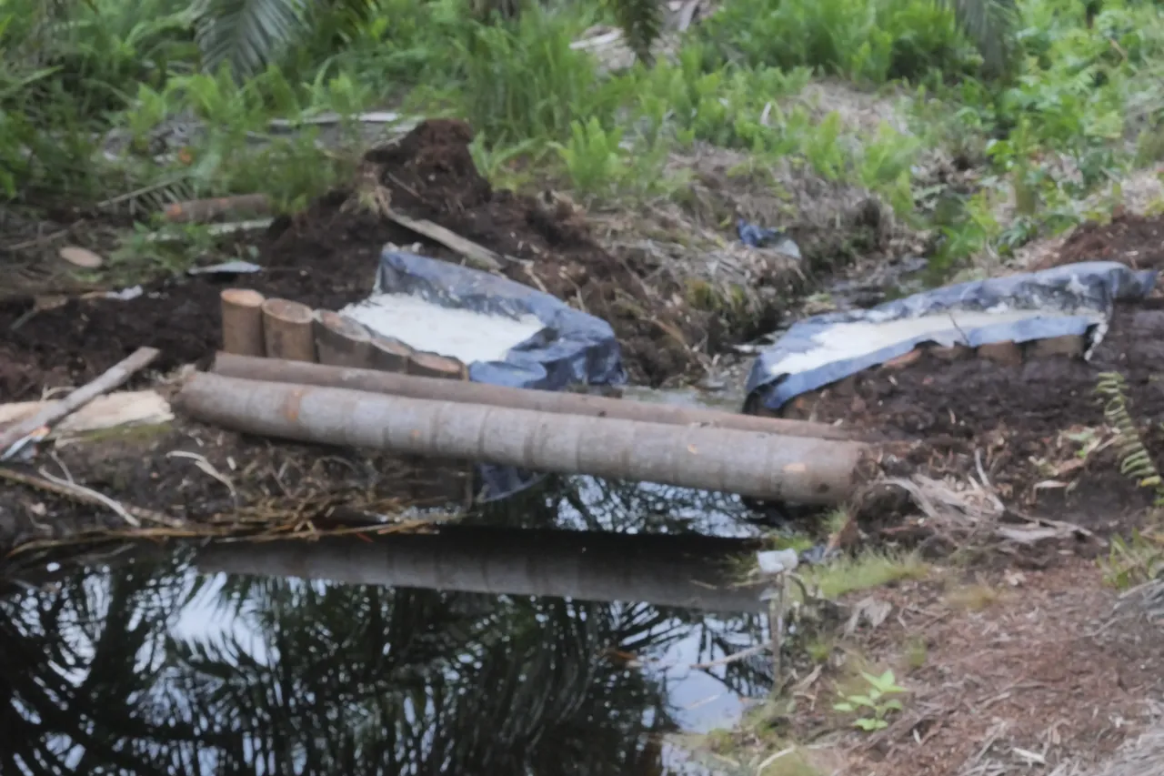 Mangrove and peatland recovery in Riau Province