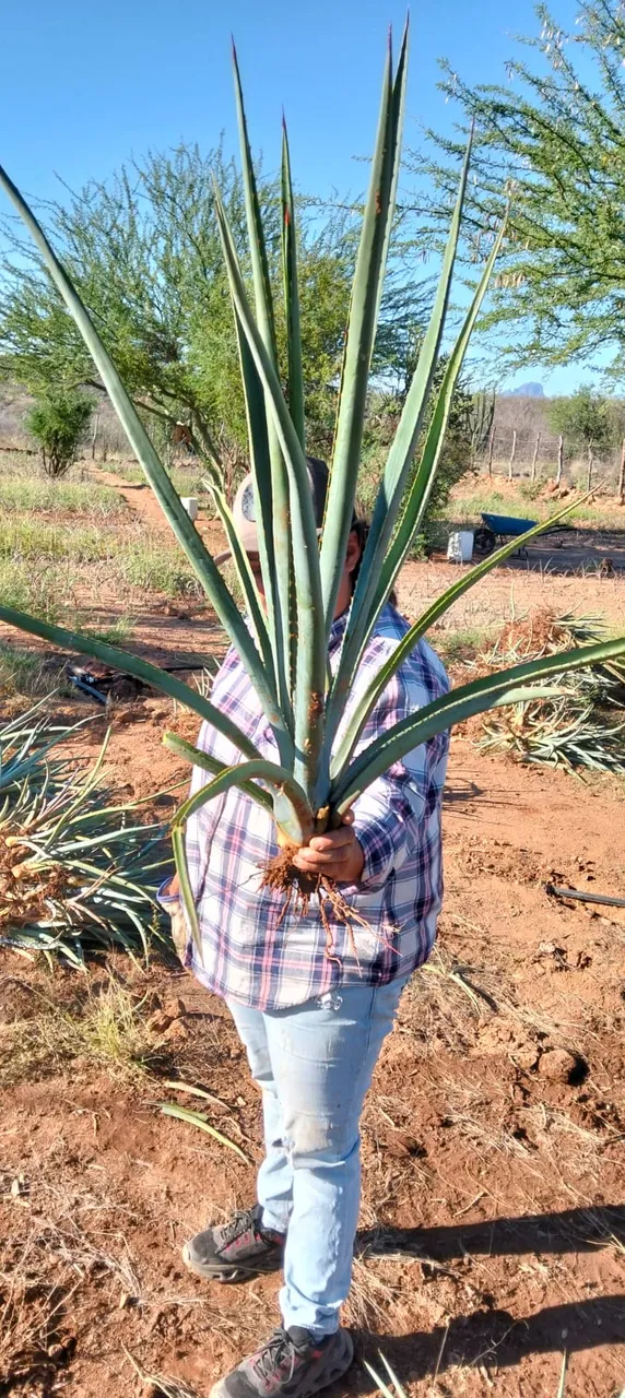 Agave Agroforestry and Jaguar Coexistence in Sonora