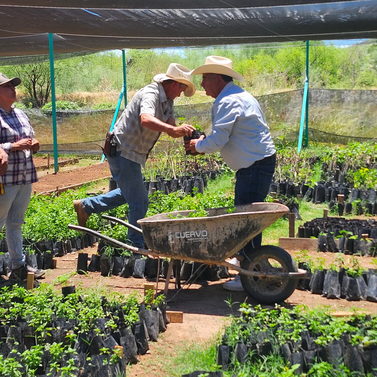 Agave Agroforestry and Jaguar Coexistence in Sonora