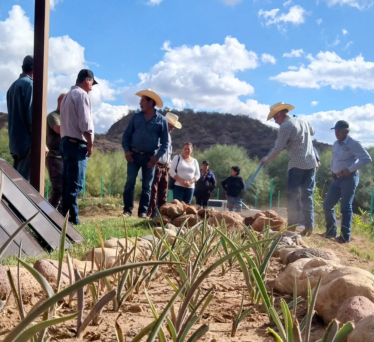 Agave Agroforestry and Jaguar Coexistence in Sonora