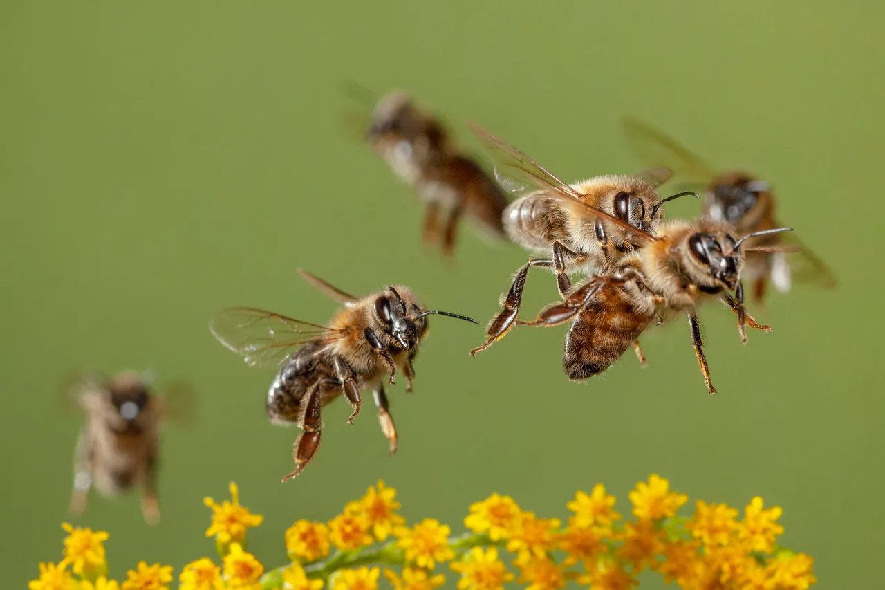 Wild Bee Forests Switzerland