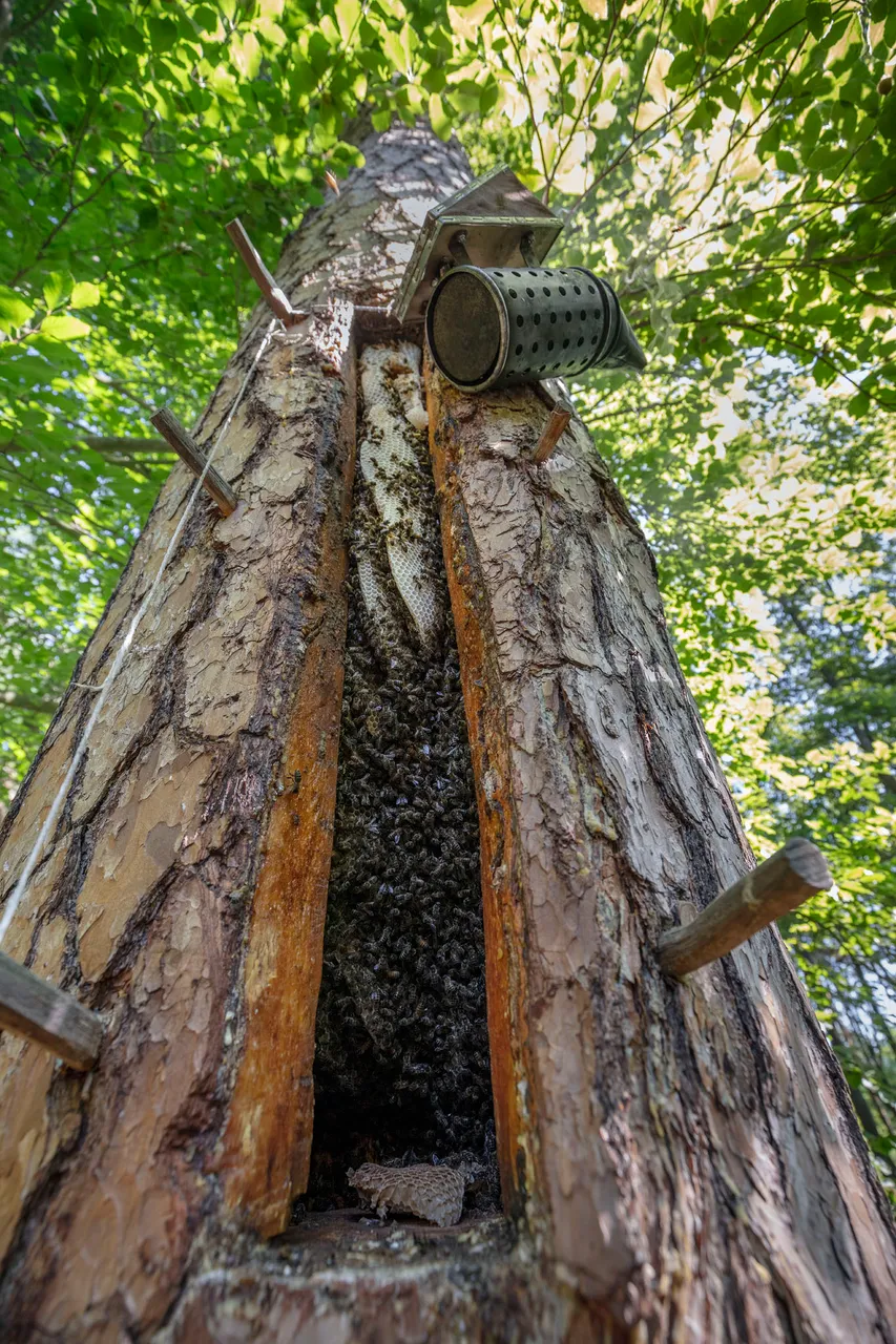 Wild Bee Forests Switzerland