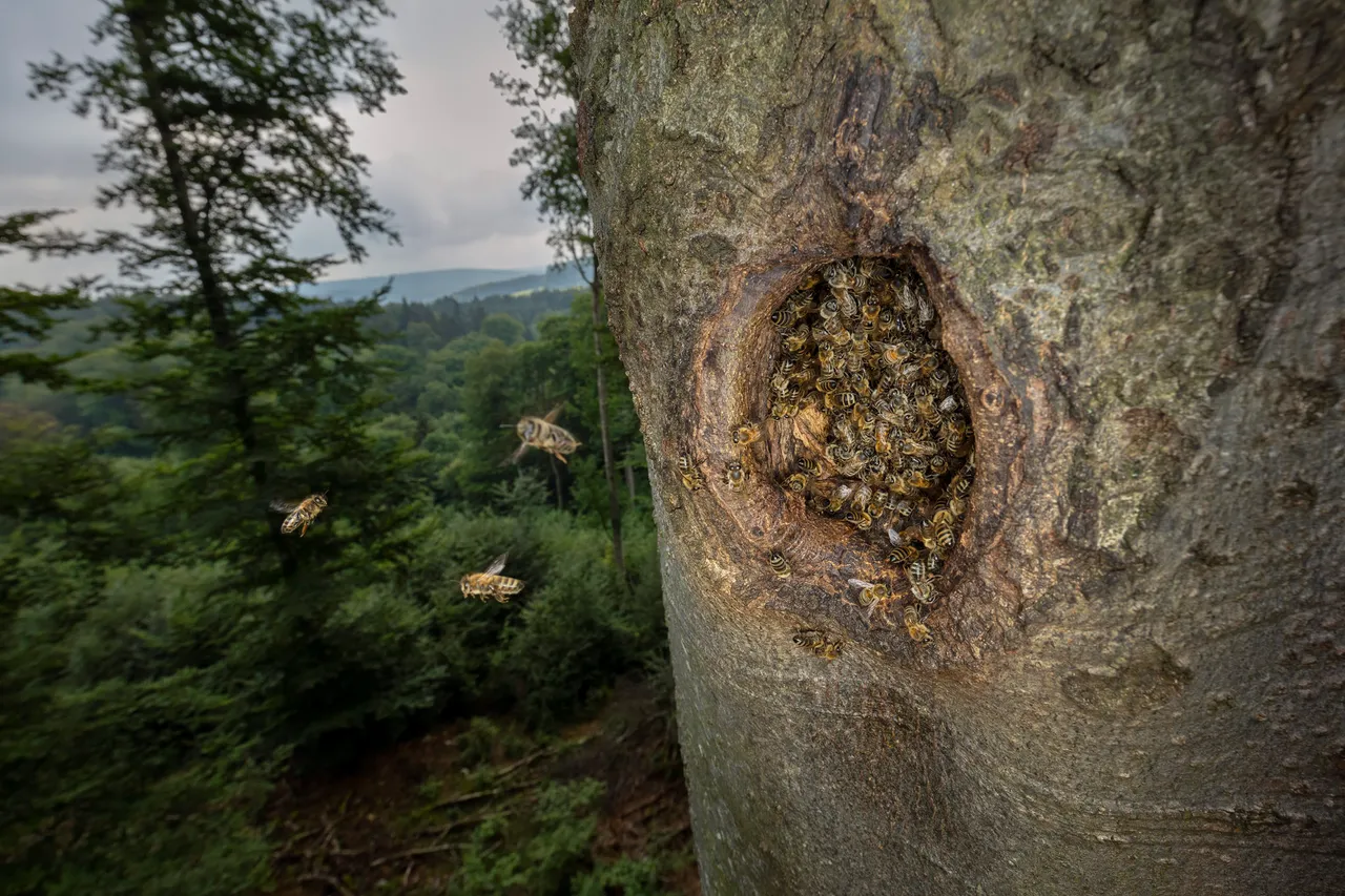 Wild Bee Forests Switzerland