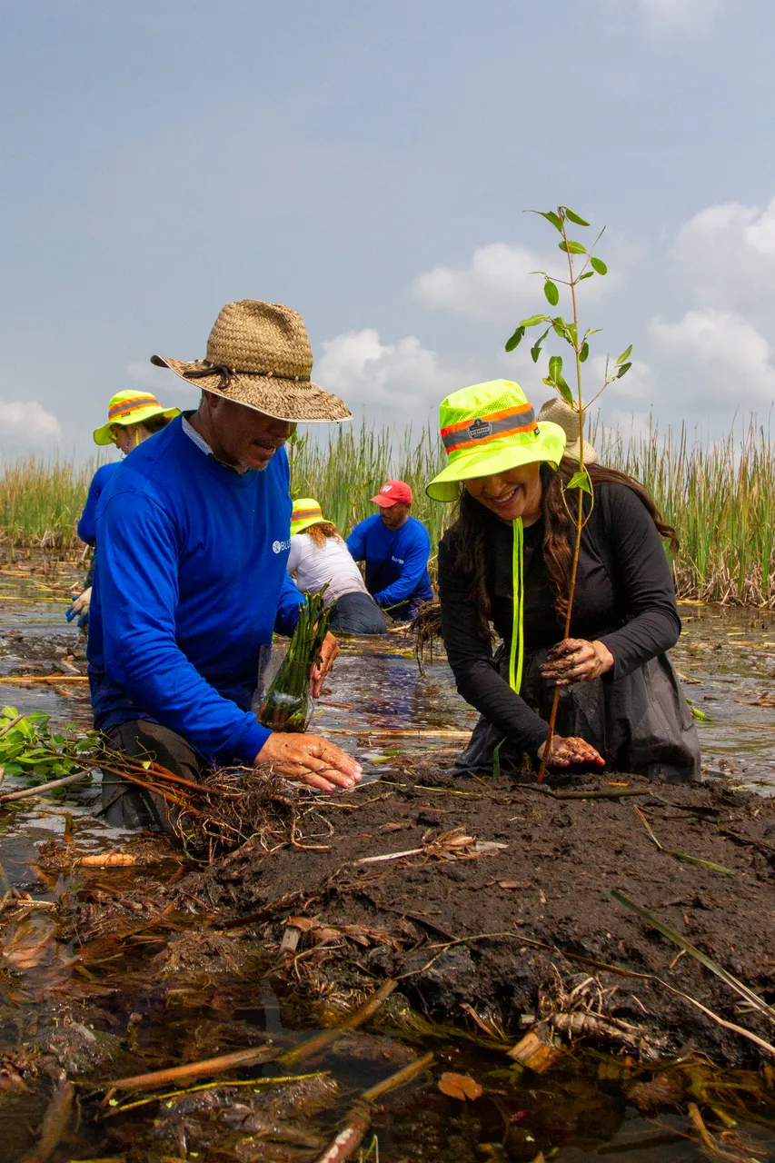 BlueMX Mangrove