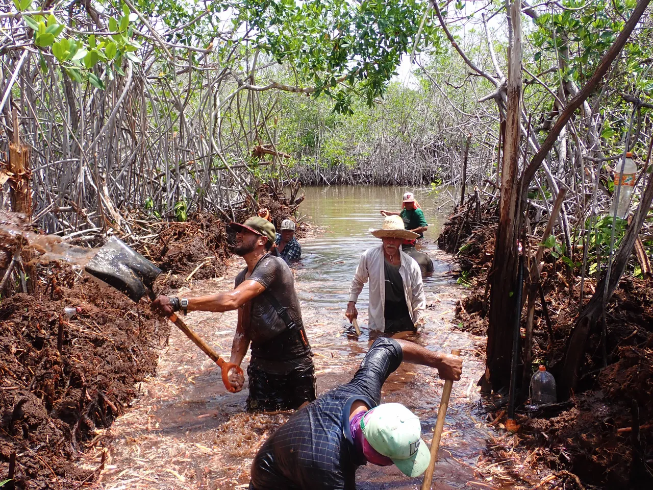 BlueMX Mangrove