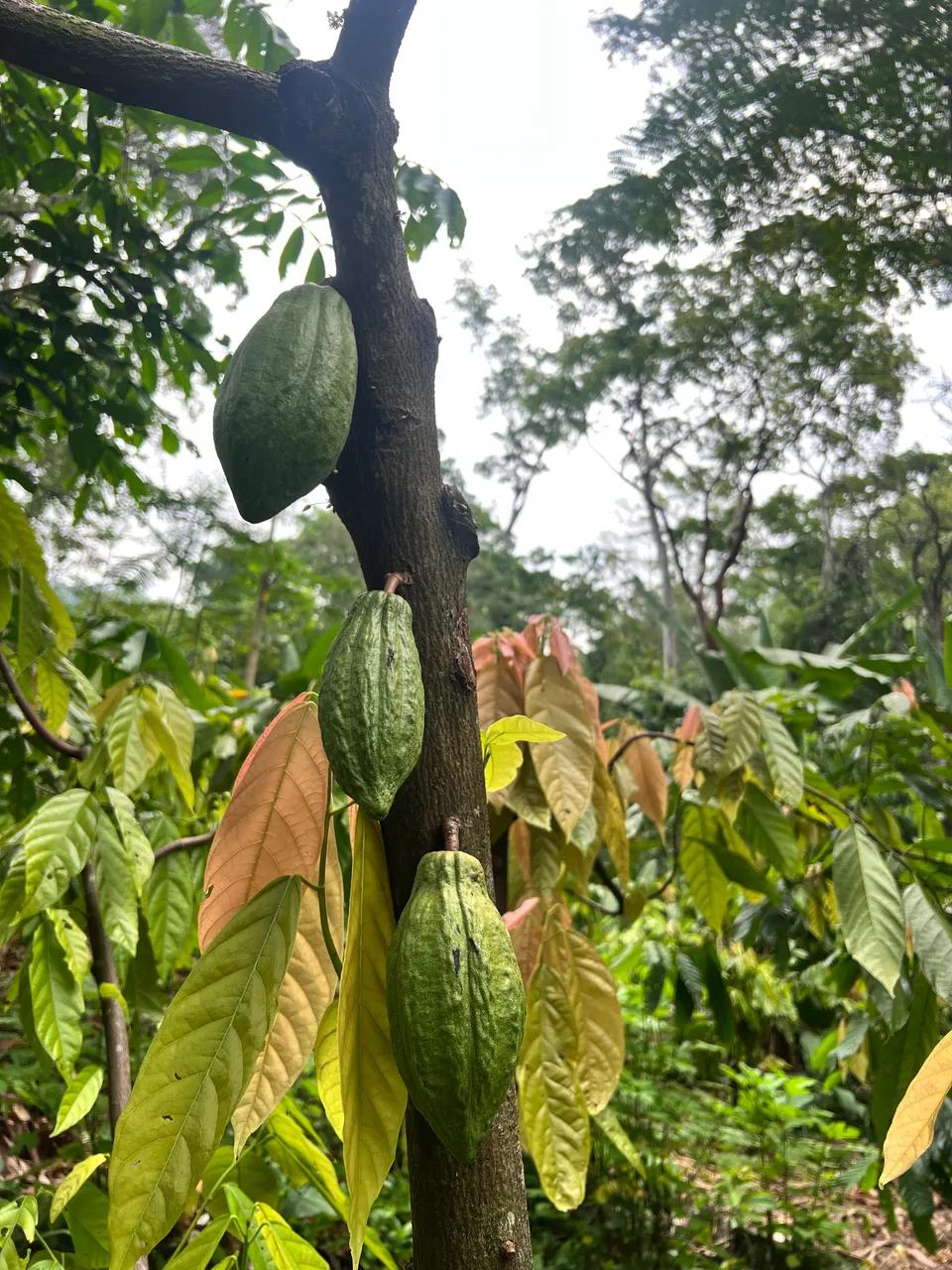 Restoring cacao forests in Chiapas, Mexico
