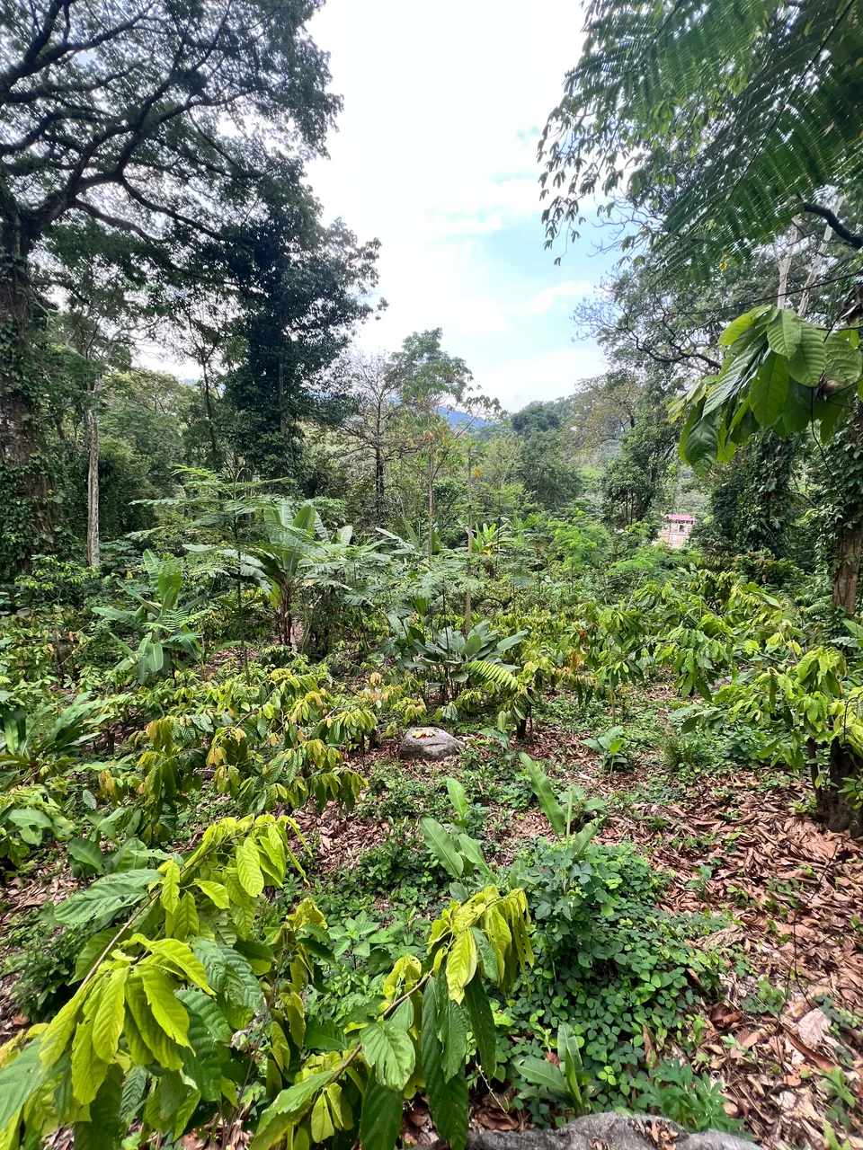 Restoring cacao forests in Chiapas, Mexico