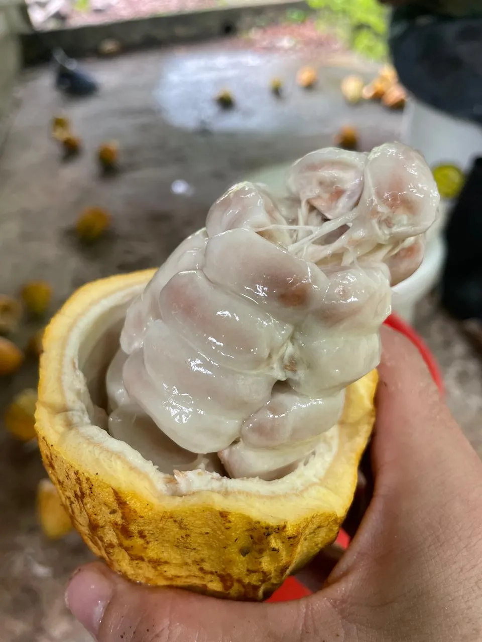 Restoring cacao forests in Chiapas, Mexico