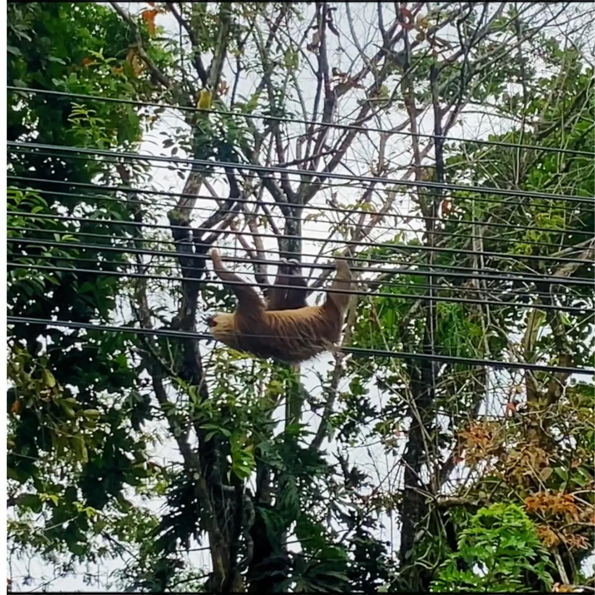 Reconnecting the Canopy: Safe Passage for Wildlife