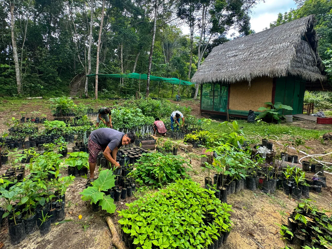 Living Chacras: Regenerating Land and Learning in the Peruvian Amazon