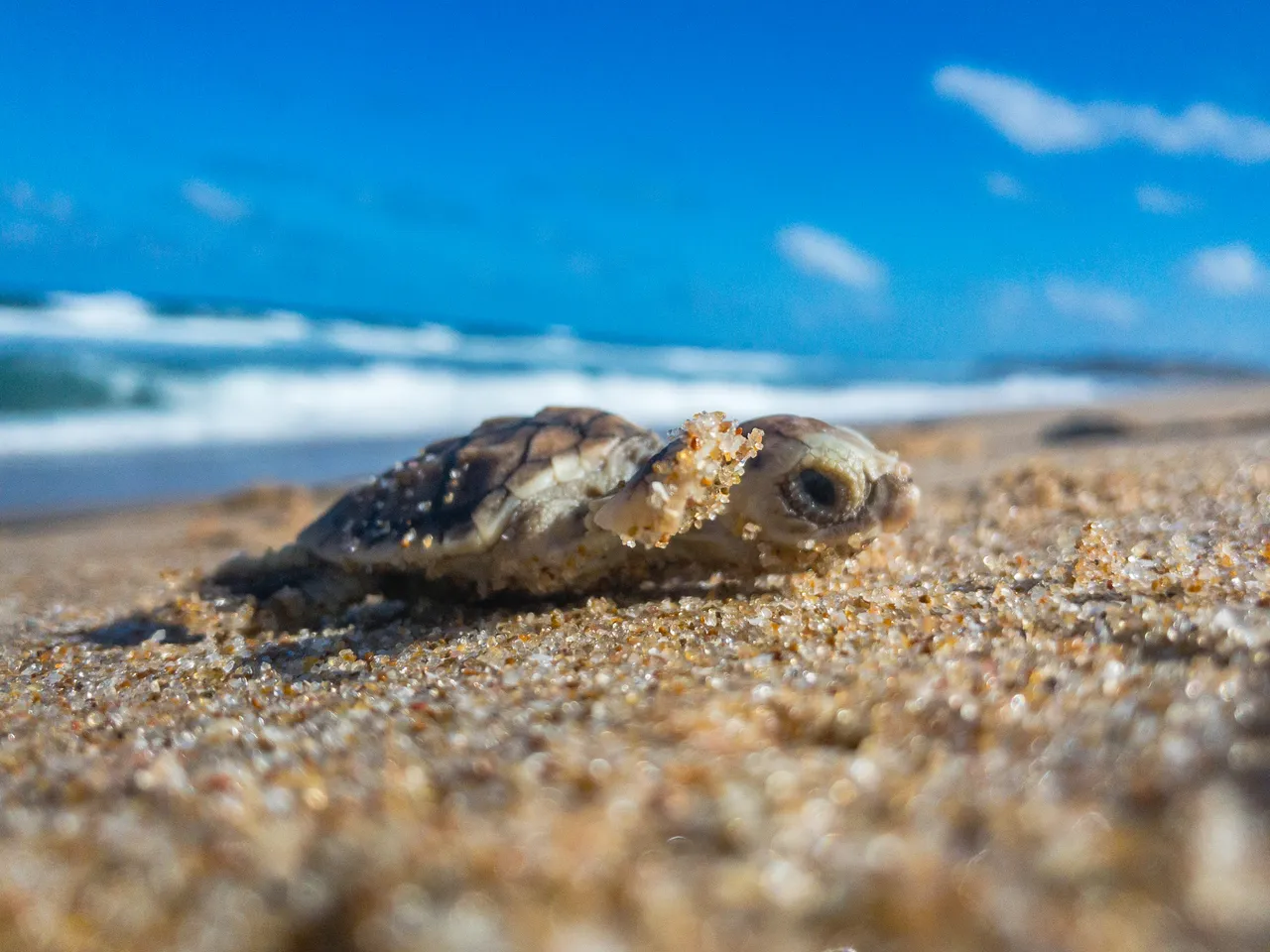 Rebuilding Mozambique's ocean: Jangamo community conservation