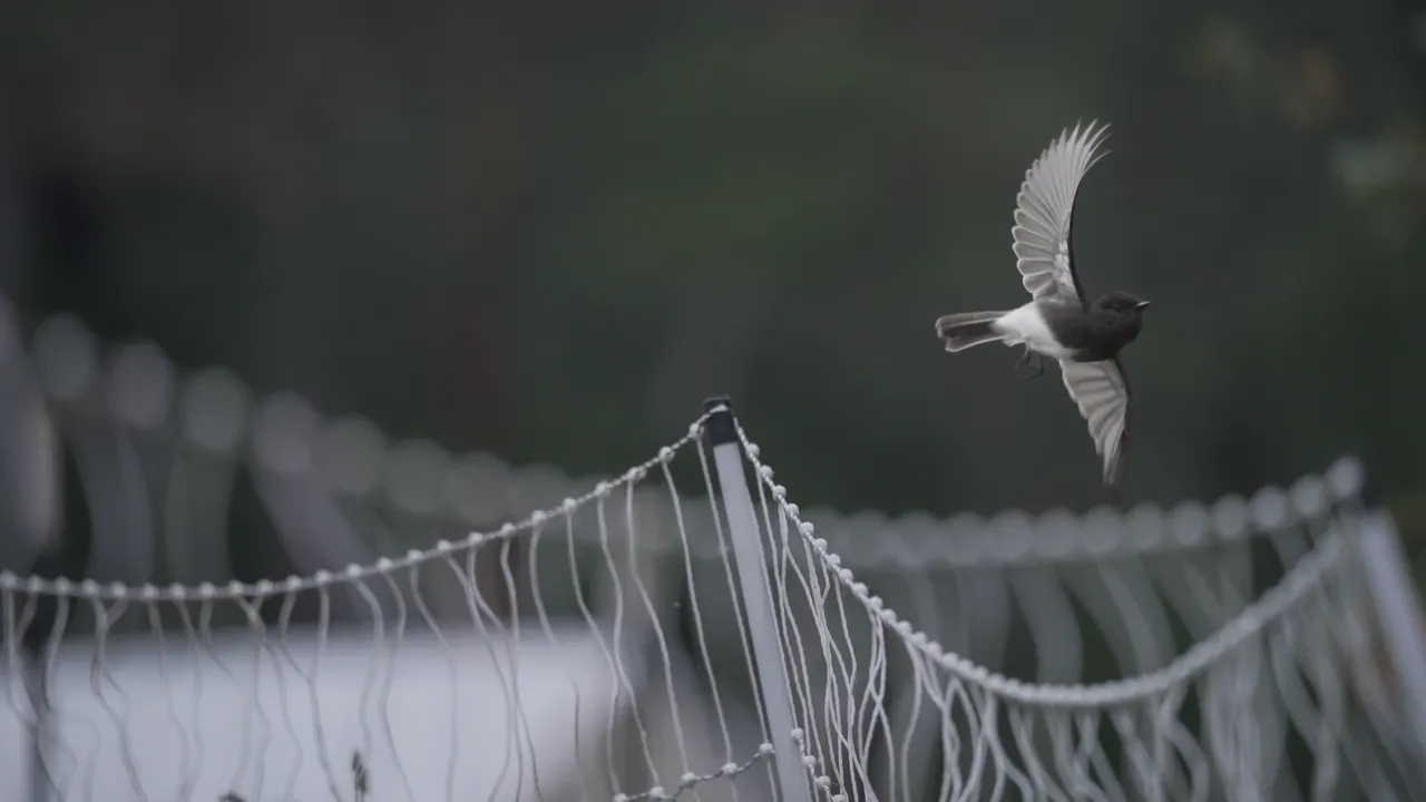 ATTUNE: Nature-Based Leadership for Community Resilience