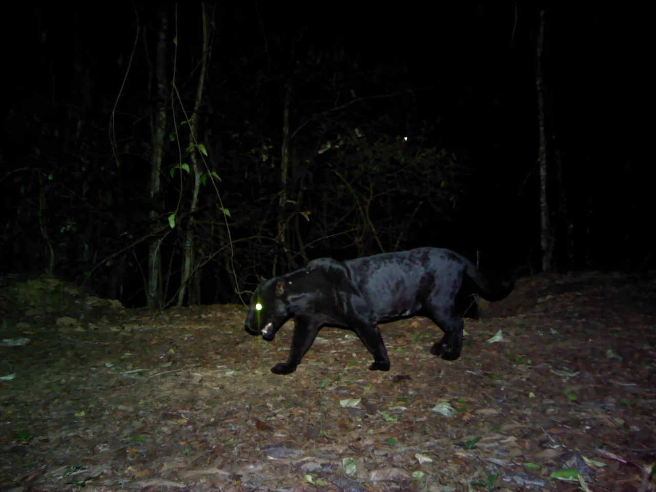 Restoring jaguar corridors in Goiás, Brazil