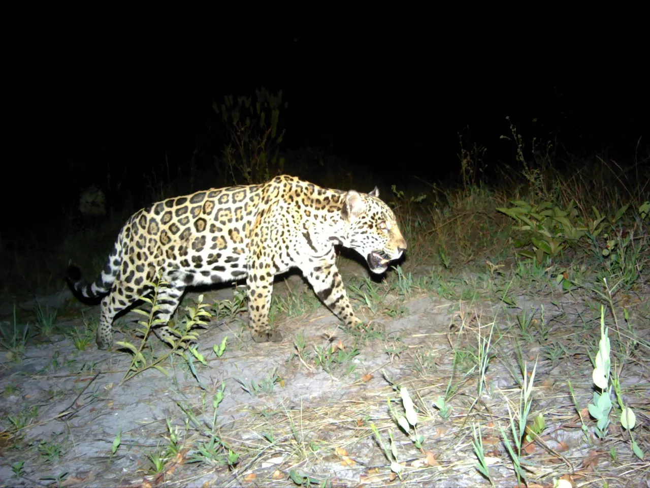 Restoring jaguar corridors in Goiás, Brazil
