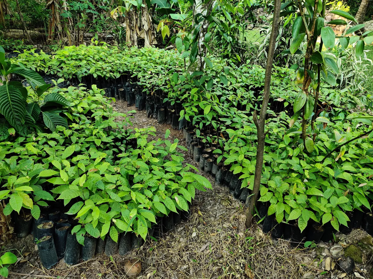 Cacao justo y regenerativo