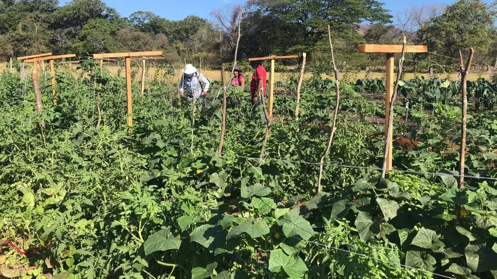 Finca Kosmos living Regenerative School in Guanacaste, Costa Rica