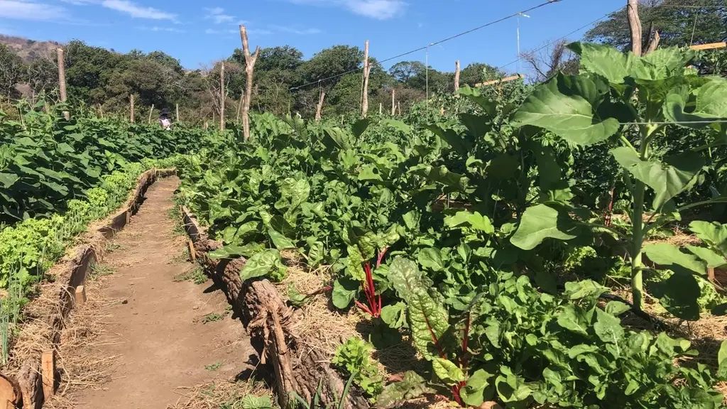 Finca Kosmos living Regenerative School in Guanacaste, Costa Rica