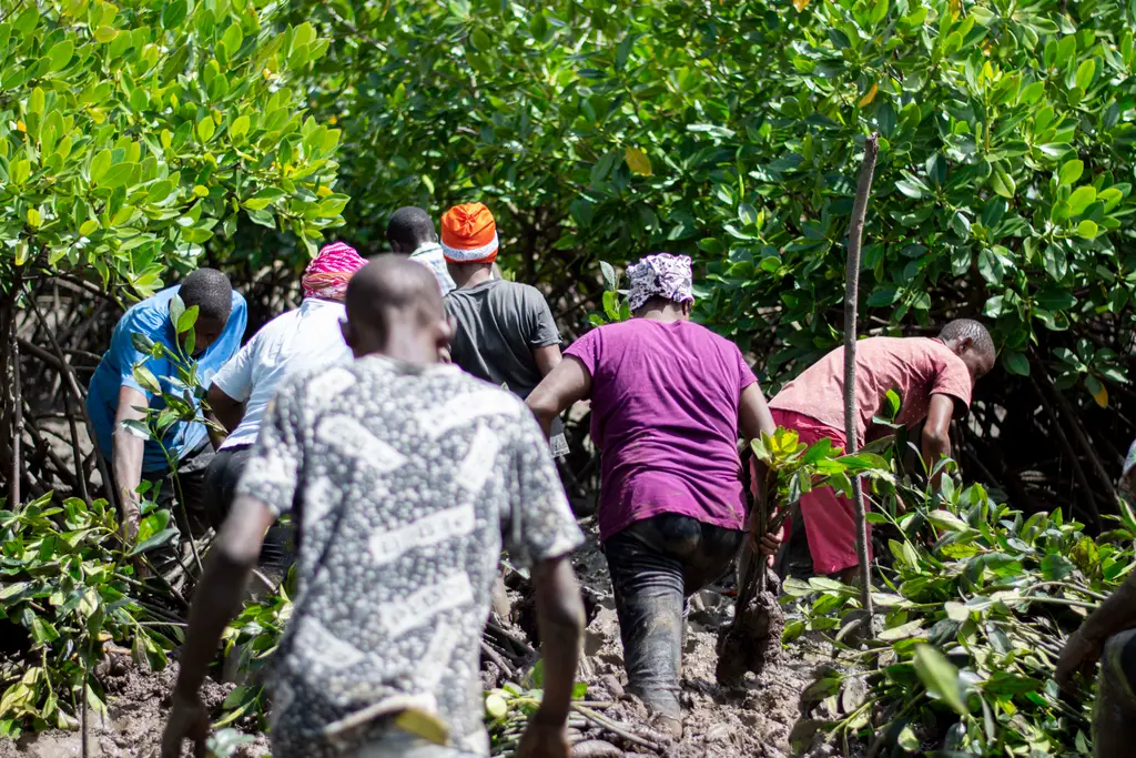 The Mangrove Eco-Restoration Project