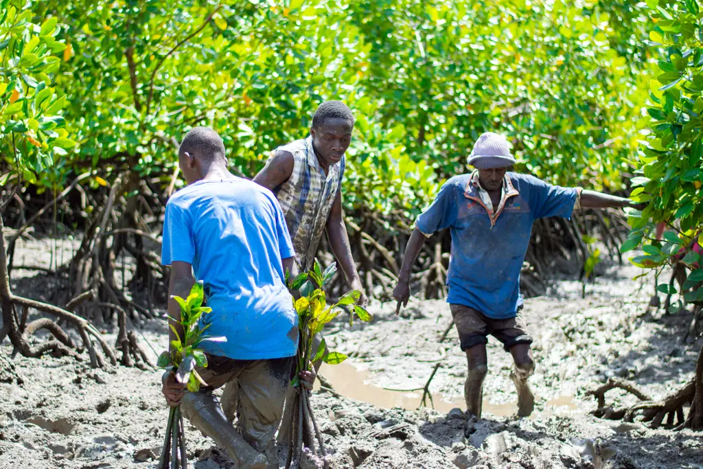 The Mangrove Eco-Restoration Project