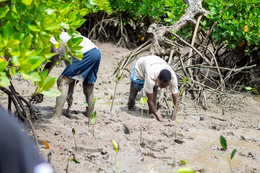 The Mangrove Eco-Restoration Project