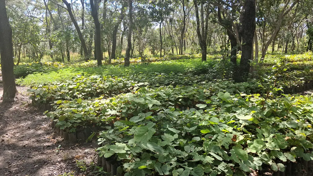 Reconnecting forests in Chimanimani National Park