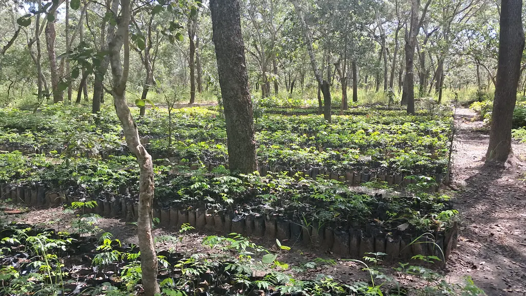 Reconnecting forests in Chimanimani National Park