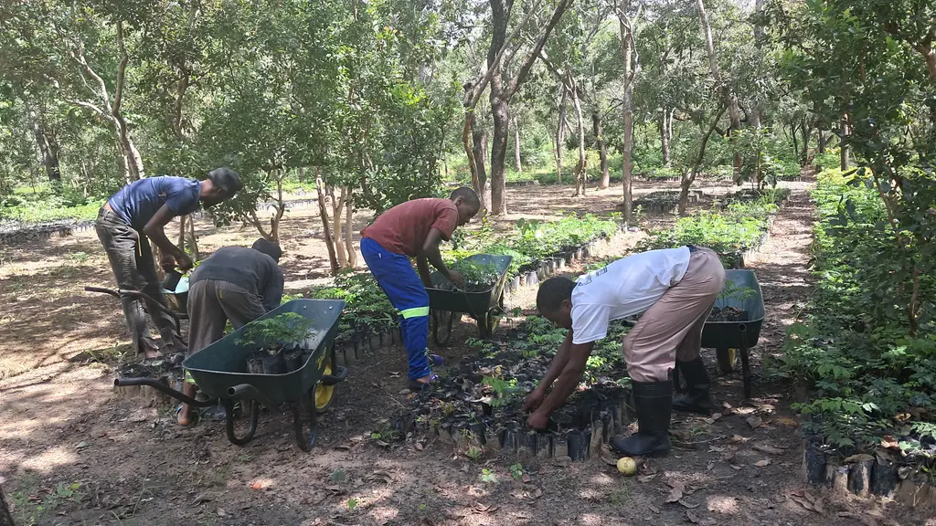Reconnecting forests in Chimanimani National Park