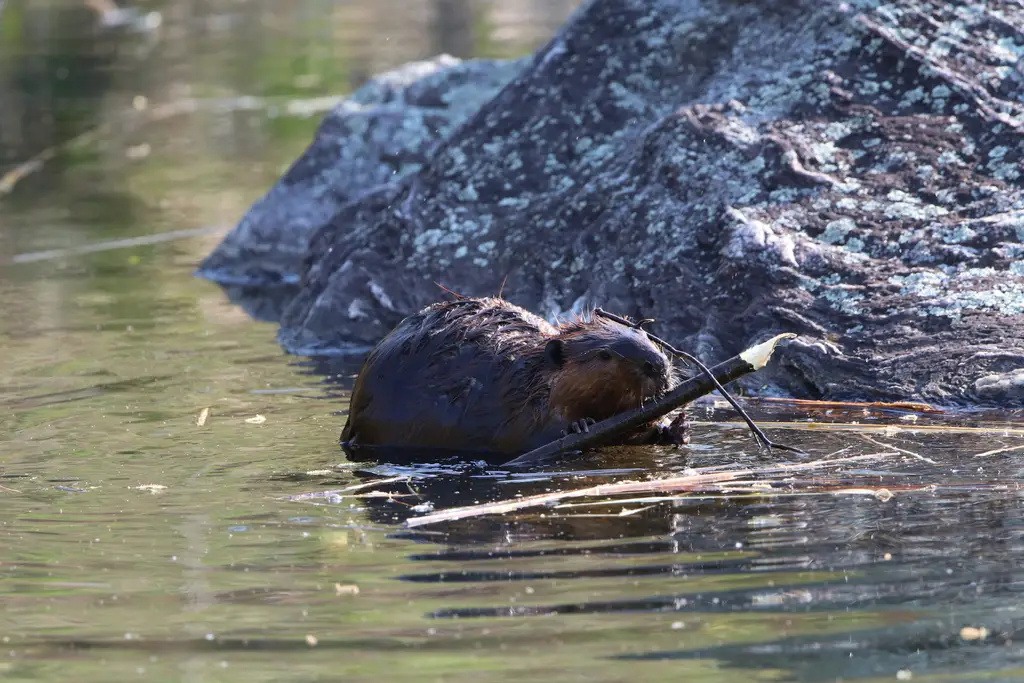 Beaver Cohabitation + Human Foodways: Growing plants to feed everyone. 