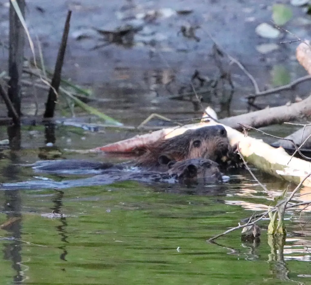 Beaver Cohabitation + Human Foodways: Growing plants to feed everyone. 