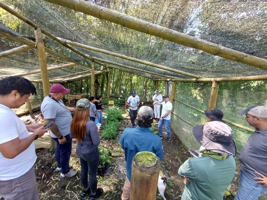 Restoring Golden-winged Warbler habitat in Colombia's Central Andes