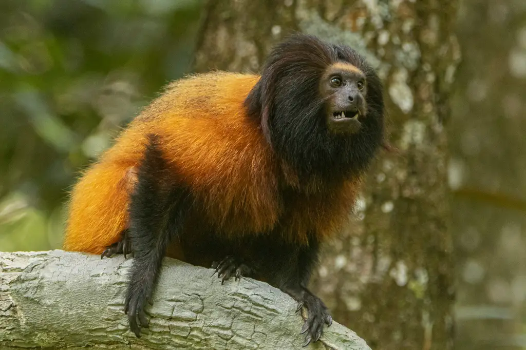 Restoring the Atlantic Forest in Paraná, Brazil